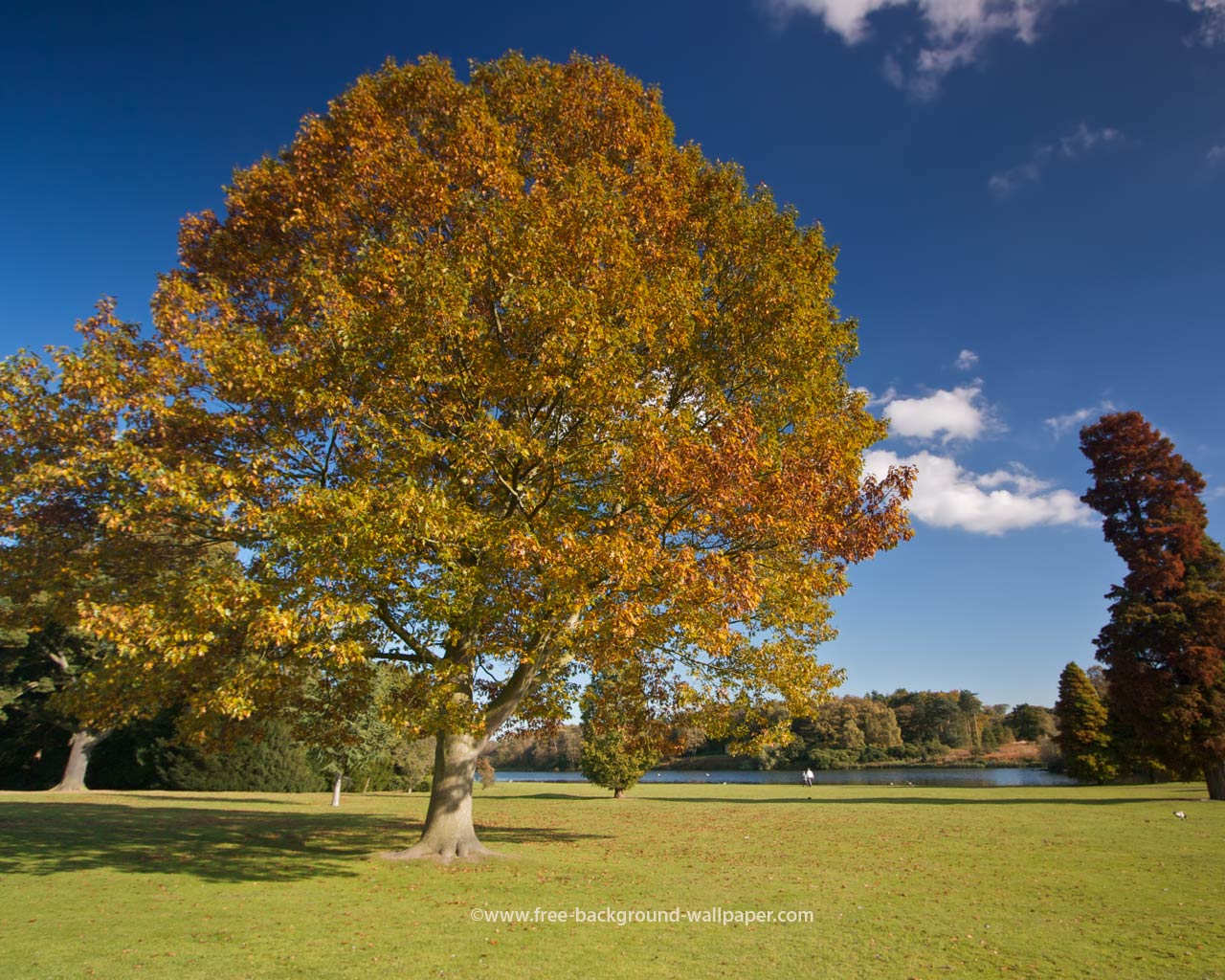 Golden Autumn Tree At Clumber Park Wallpaper Pixels