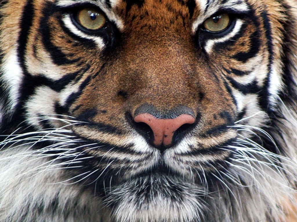 44+] Royal Bengal Tiger Wallpaper - WallpaperSafari