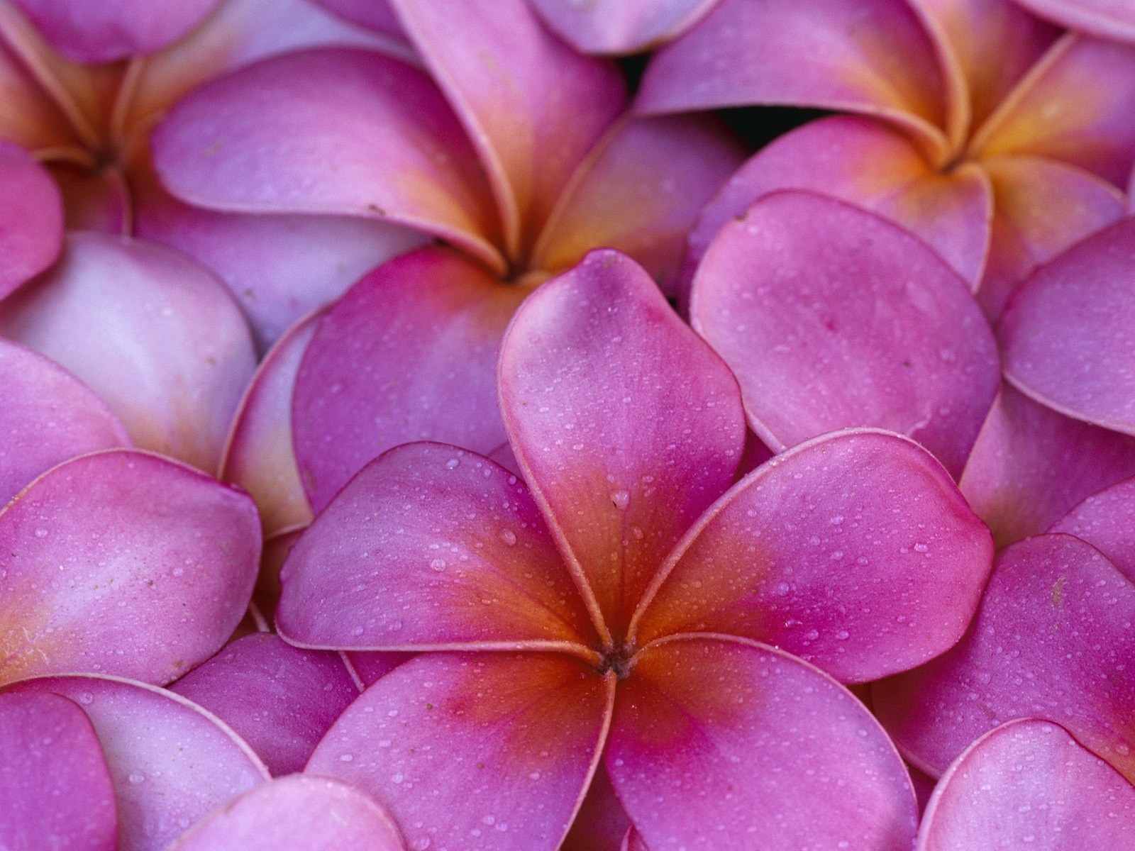 Flowers Hawaii Pink Plumeria Wallpaper