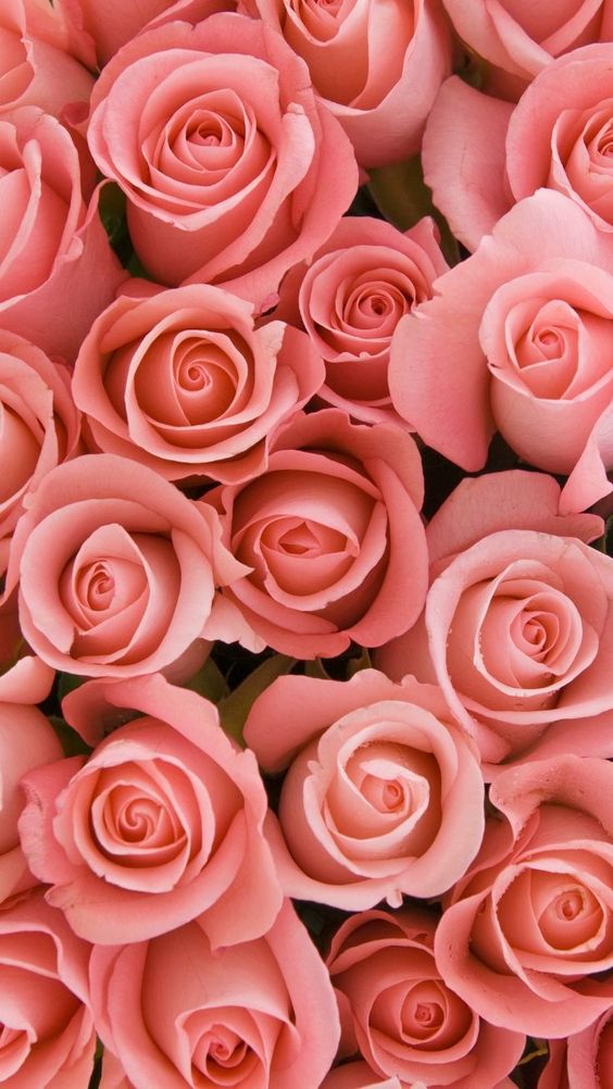 Beautiful Rose Flower Macro Iphone Wallpaper Ilikewallpaper Com for  Insignia 5X