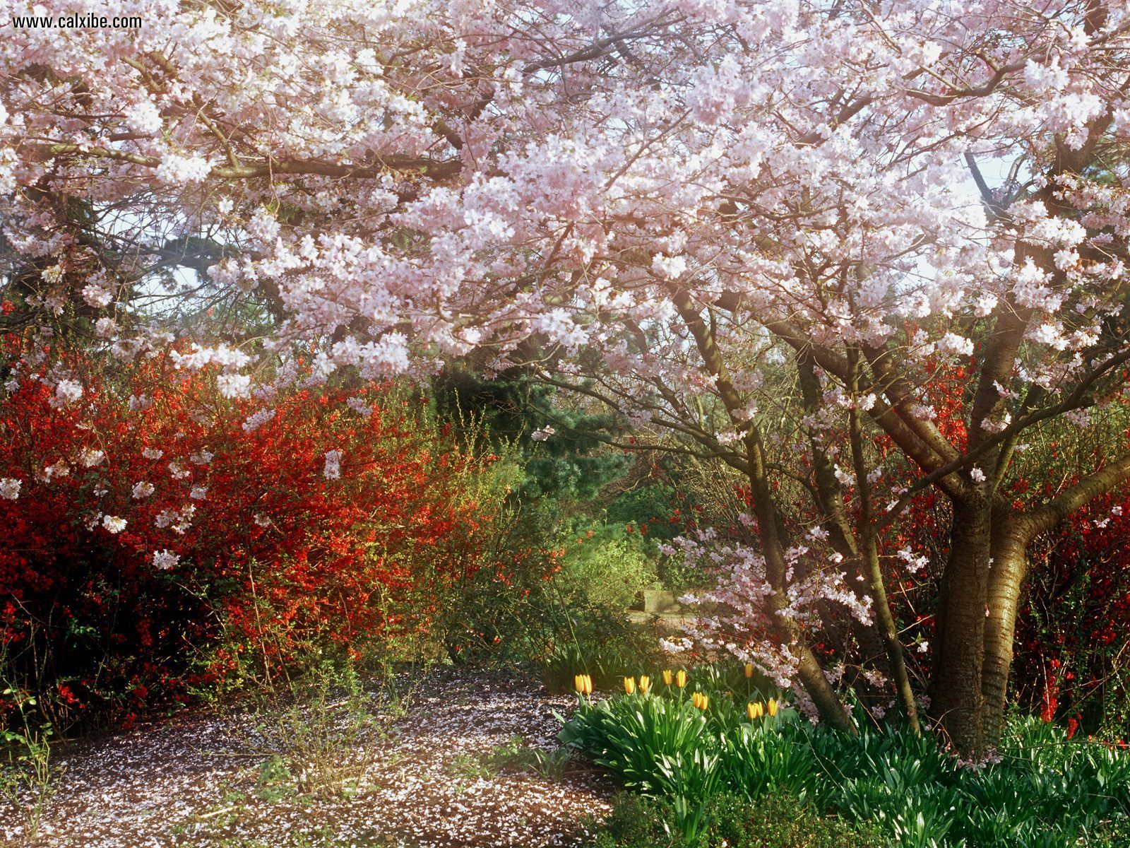 Nature Japanese Cherry Tree Desktop Wallpaper Nr