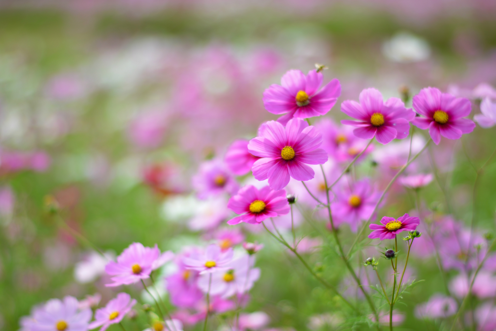 Cosmos Flower Growing In The Garden Wallpaper And Image