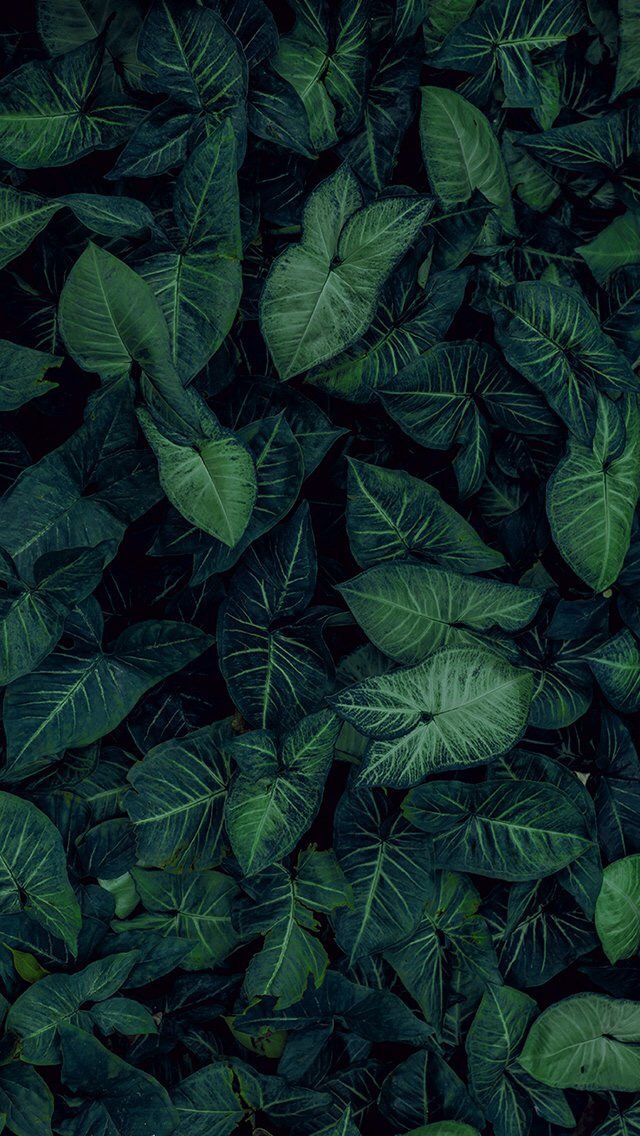 Wallpaper iPhone World Nature Plant