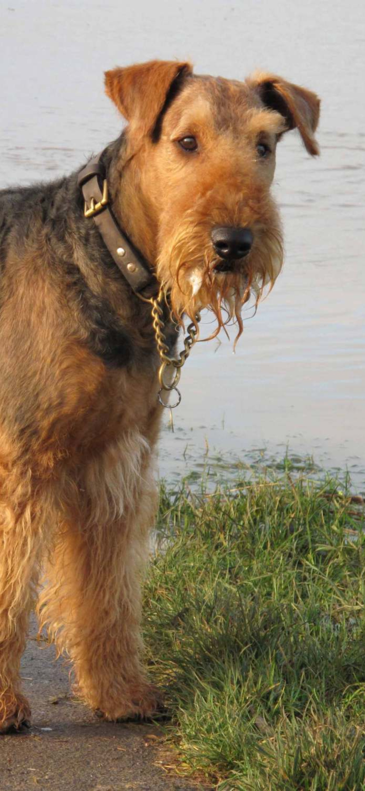 Airedale Terrier Wallpaper For iPhone Pro