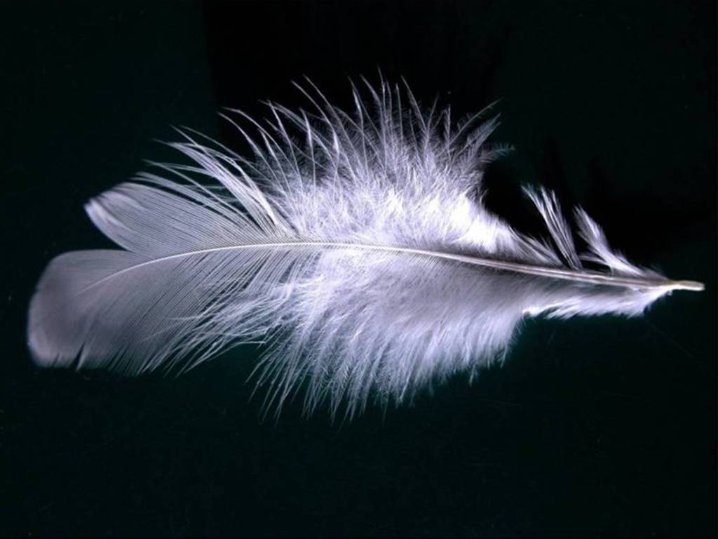 Feather wallpapers hd 1024x768
