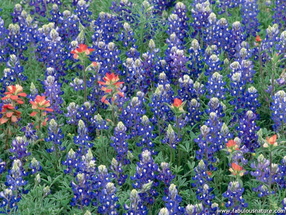Blue Bons And Indian Paintbrush Texas Wildflowers Wallpaper