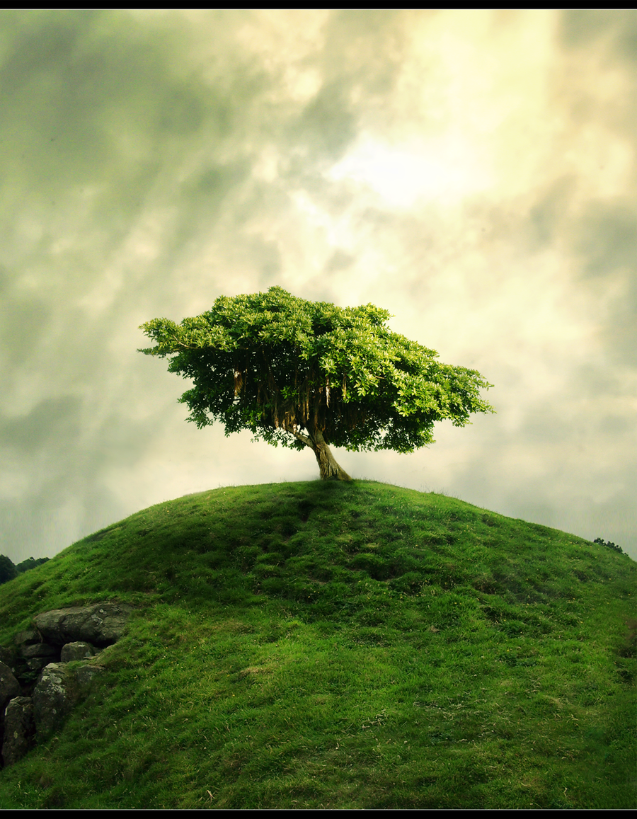 Round Lonely Tree Wallpaper Wide HD