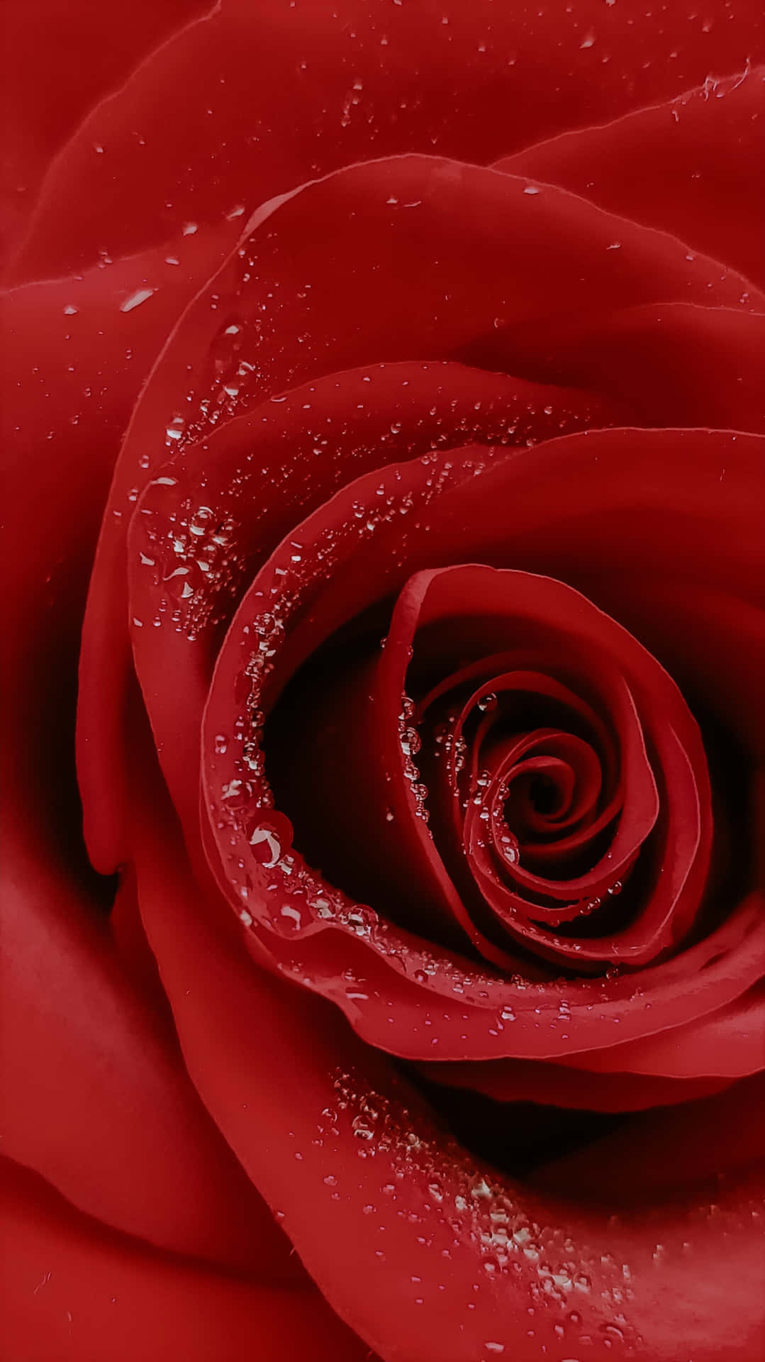Focus Portrait Red Roses For iPhone X Background Wallpaper