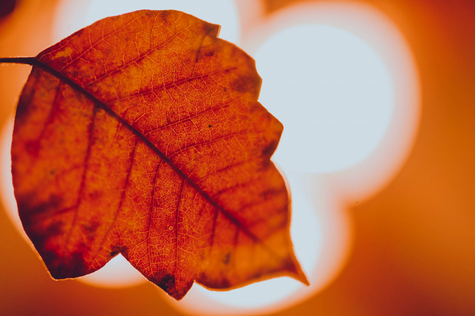 Top Cozy Autumn Wallpaper Full HD 4k To Use