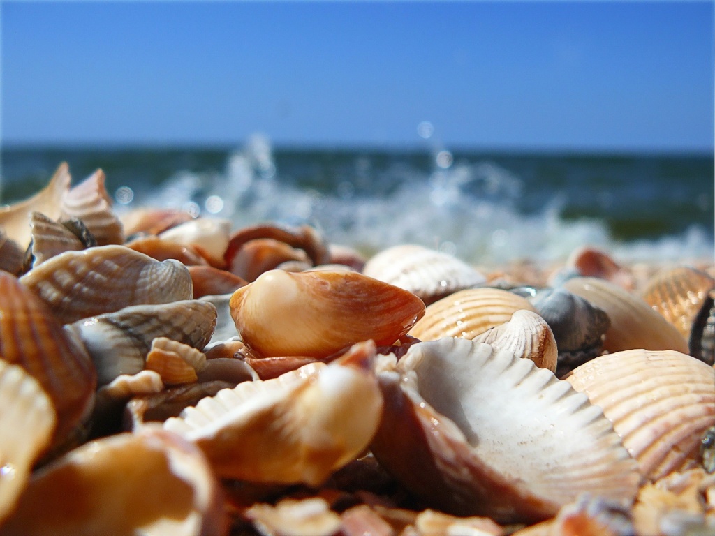 Seashells On Beach Wallpaper