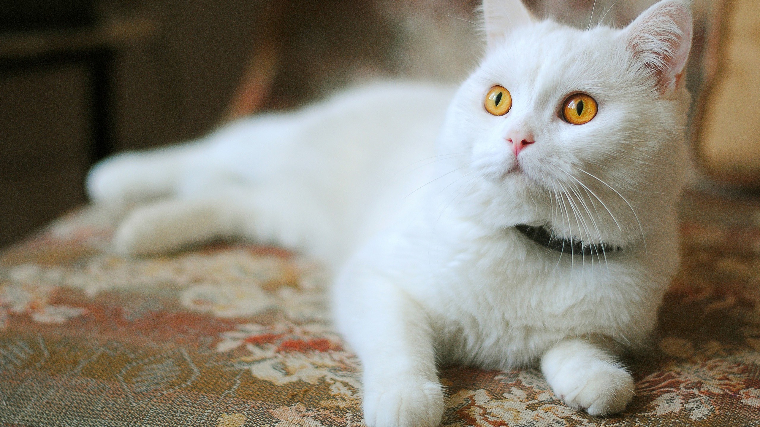 Cute White Cat With Orange Eyes Widescreen And Full HD Wallpaper