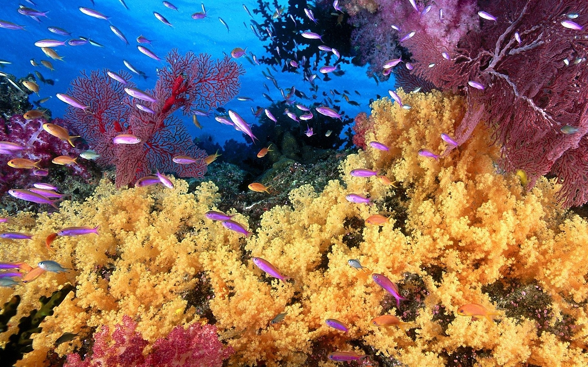 Underwater World Desktop Background
