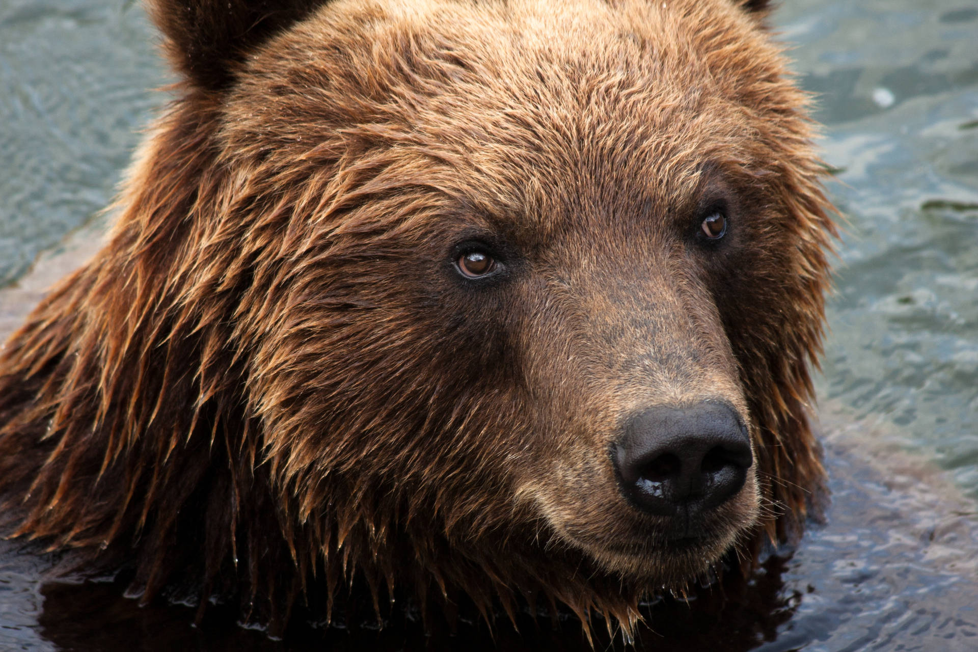 Bear Wallpaper