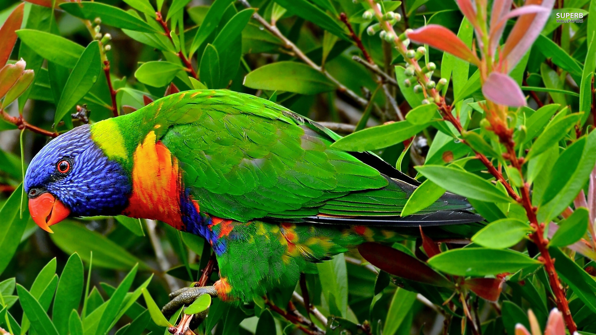 Rainbow Lorikeet HD Wallpaper Background Image Id