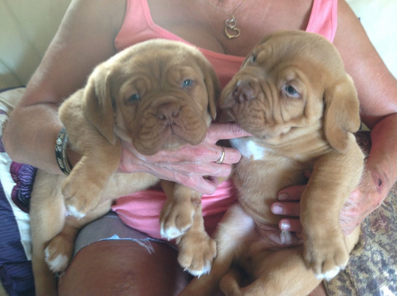 Dogue De Bordeaux Pups Posted Year Ago For Sale Dogs