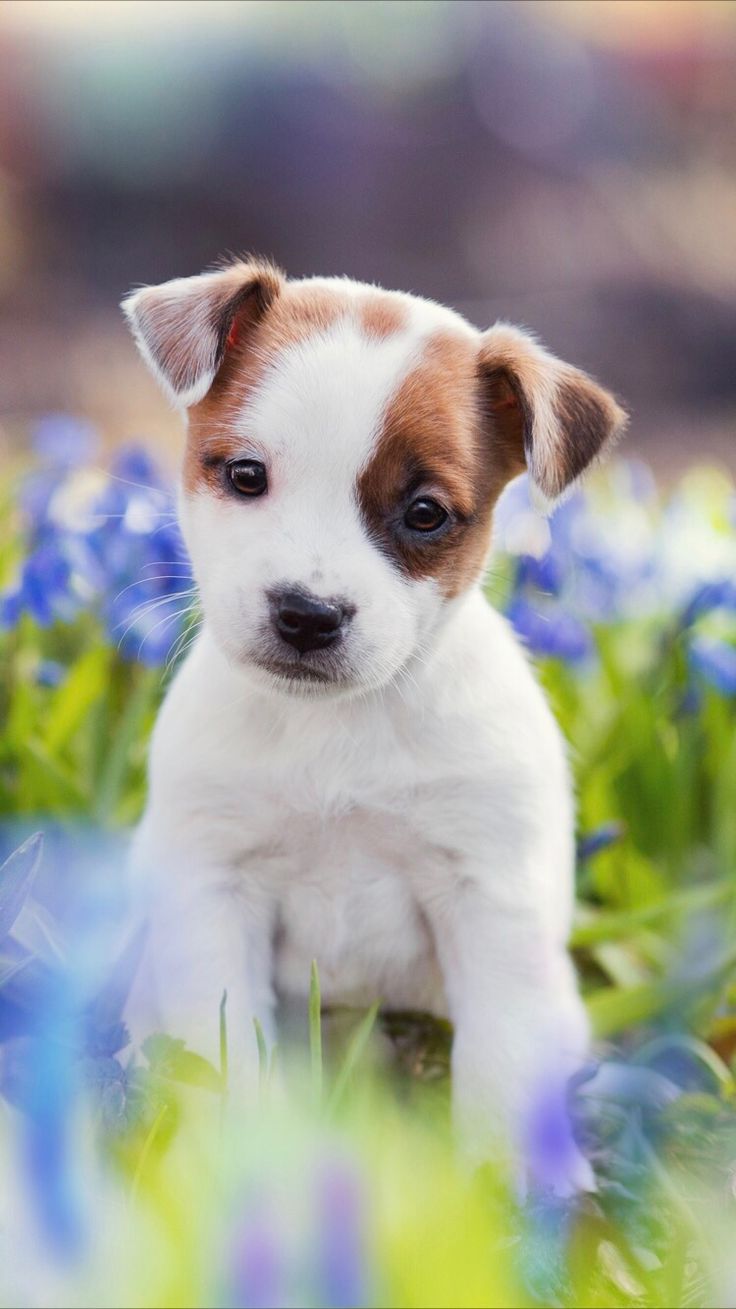 Cute Puppy Wallpaper