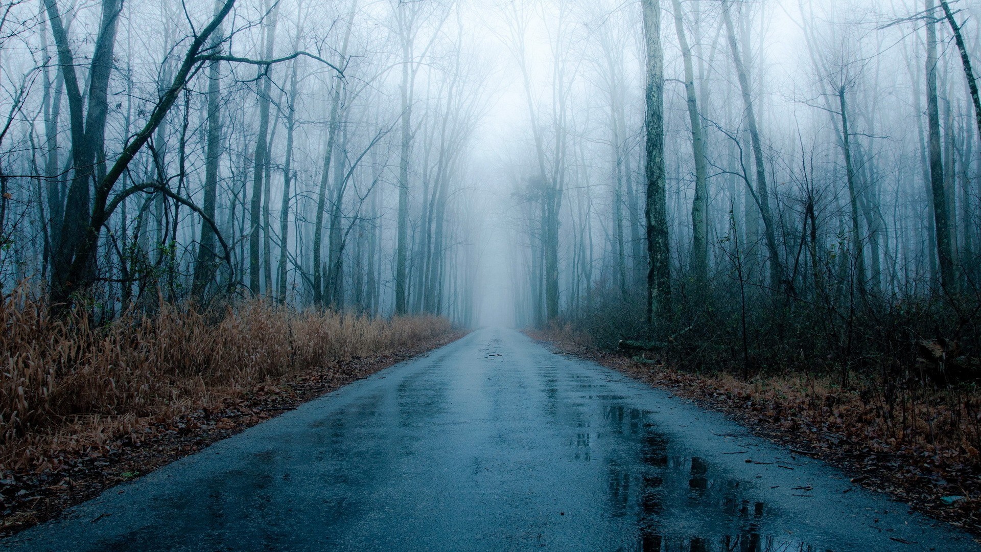 A deserted road winds through a misty forest after a rain shower. The asphalt glistens with rainwater, reflecting the silhouettes of bare trees. A sense of quiet solitude pervades the scene