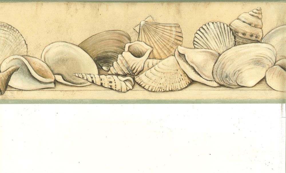 Types Of Sea Shells On Shelf Green Trim Wallpaper Border