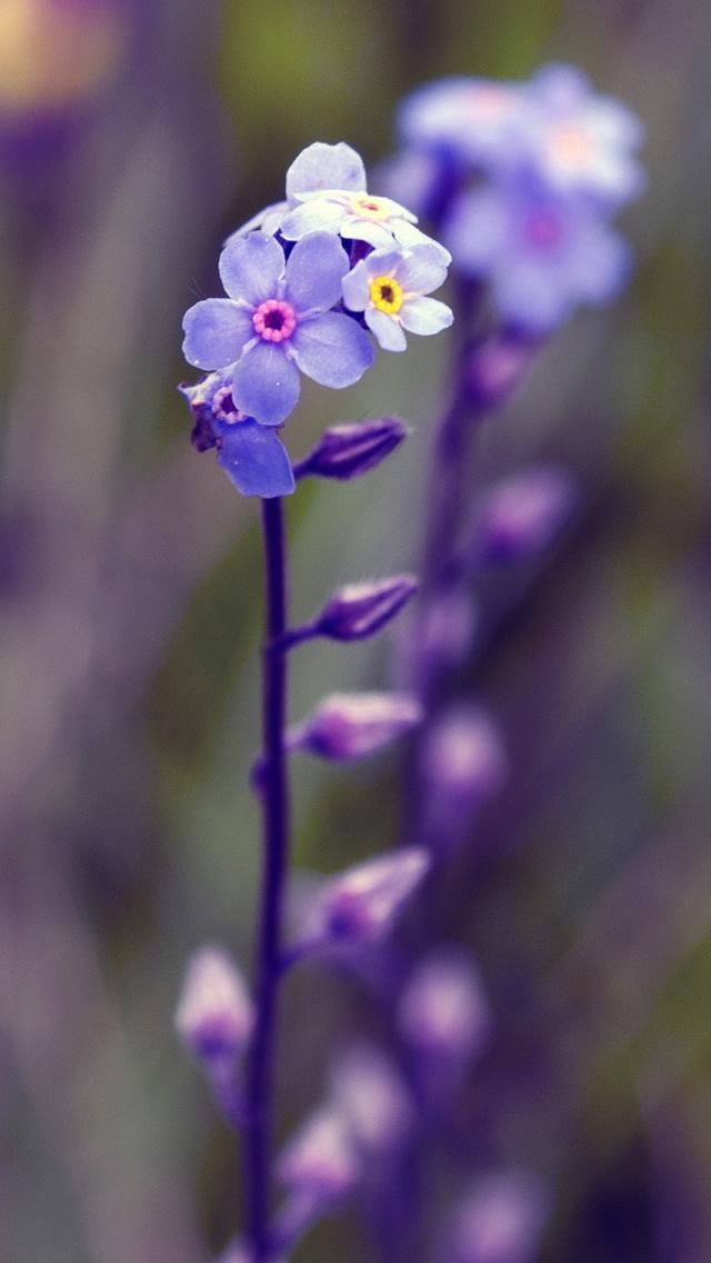 Violet Flowers iPhone 5s Wallpaper iPad