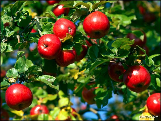 Wallpaper World Have You Ever Seen Apple Trees Pictures