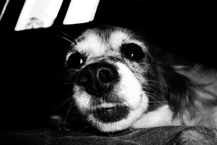 [46+] Wallpapers Dogs Black and White | WallpaperSafari
