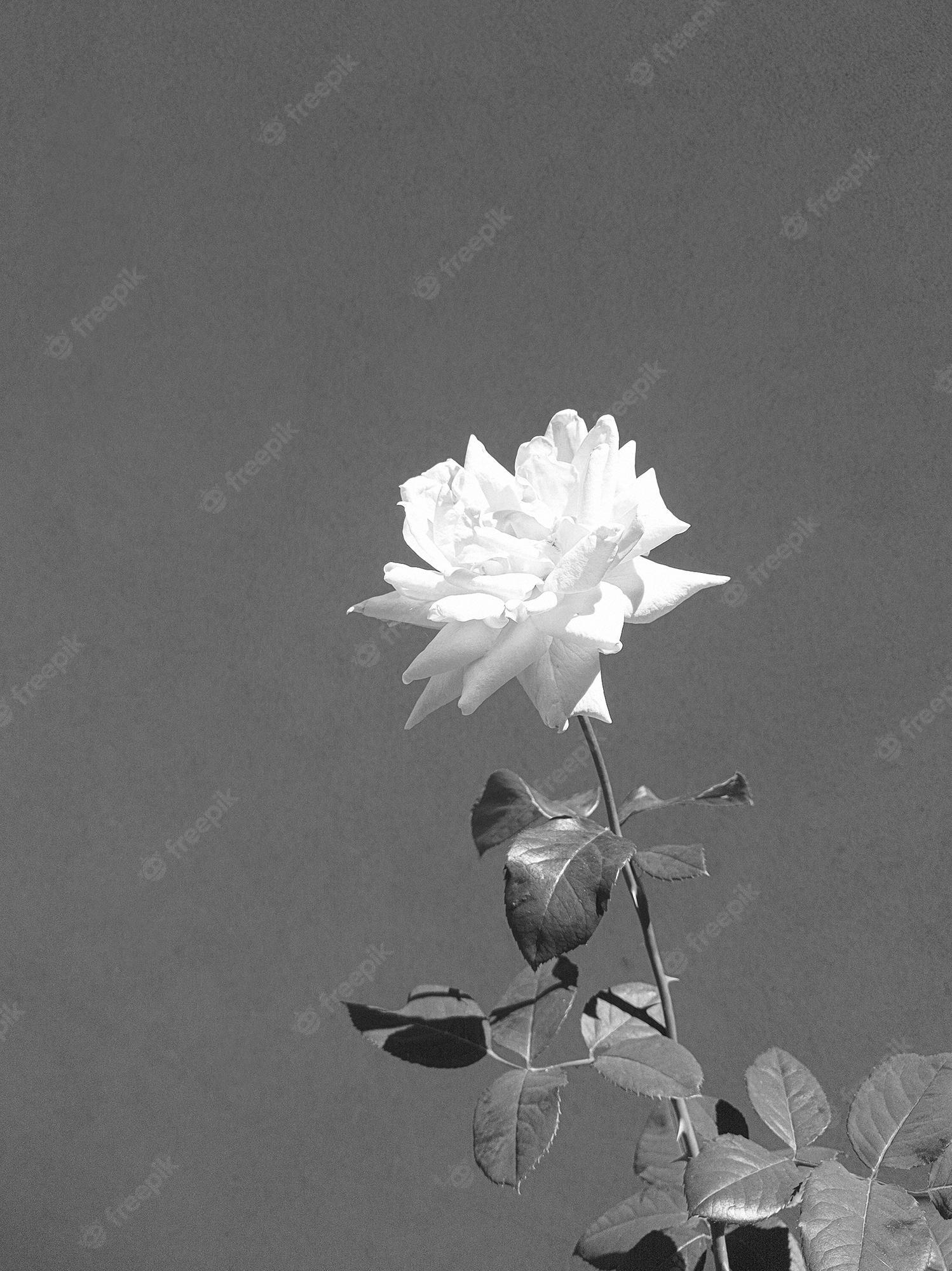 Premium Photo Stylish Flowers Wallpaper Roses Minimalist Aesthetic