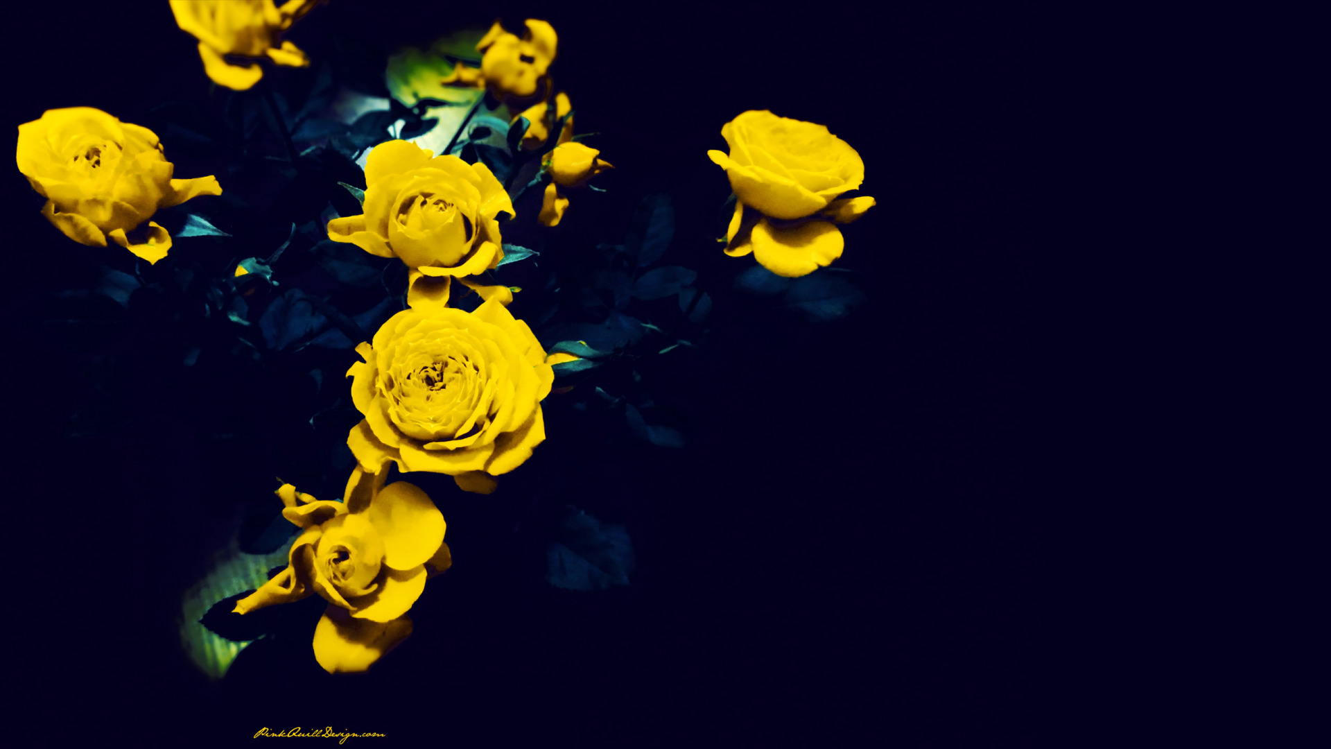 Yellow Roses On A Dark Blue Background Wallpaper And Image