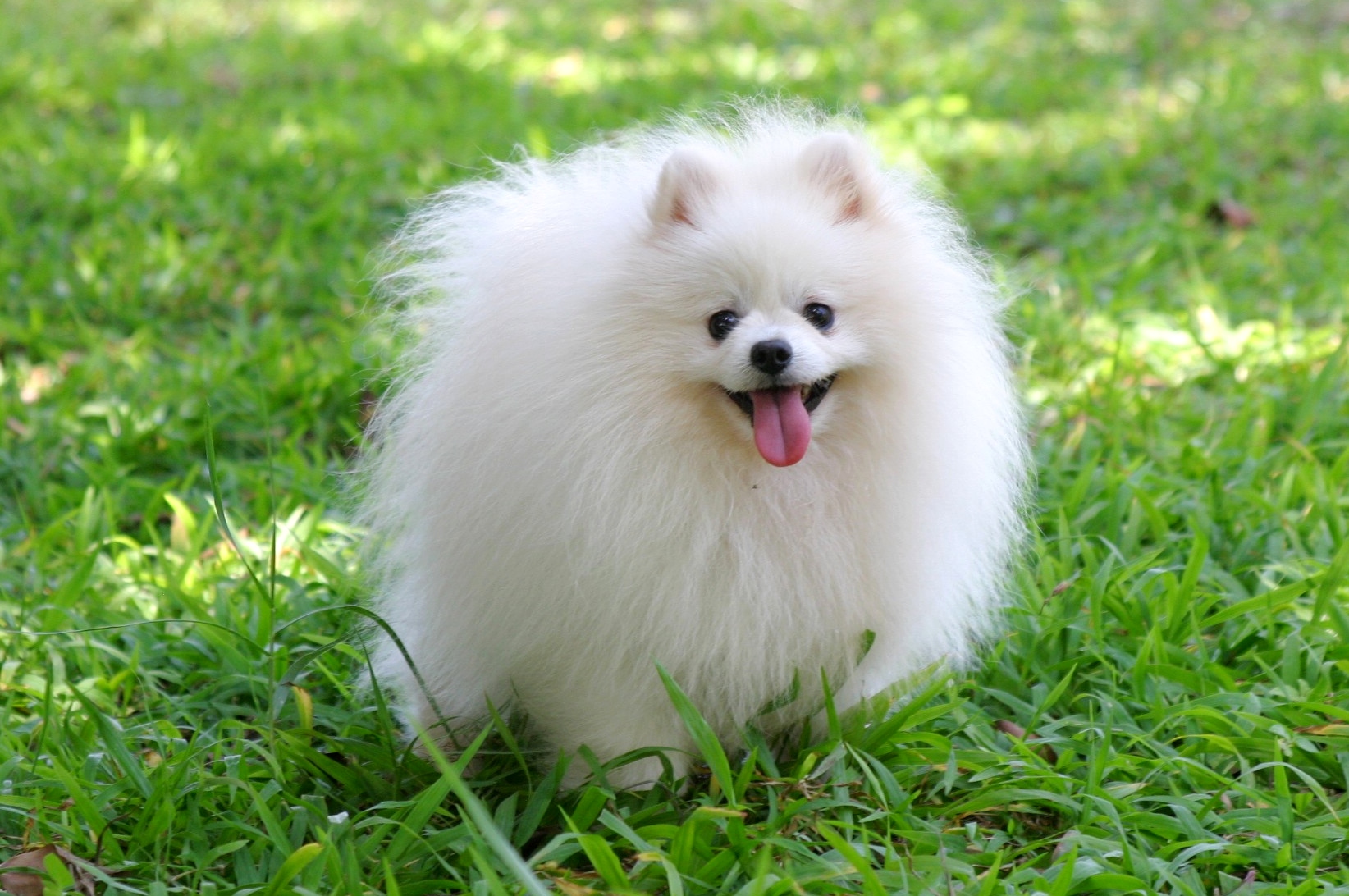 White Pomeranian Male Age Of Months