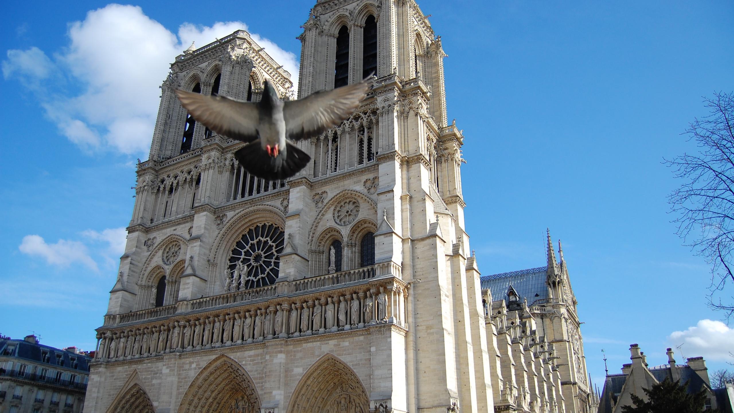 Architecture France Pigeons Cathedral Notre Dame HD Wallpaper Of World