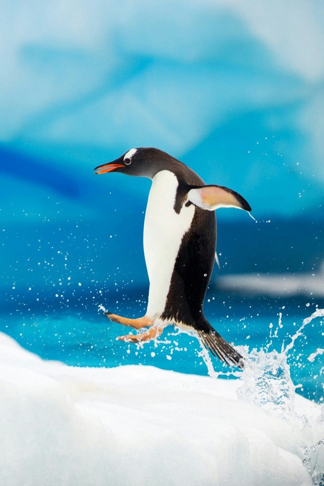 Antarctica Penguin iPhone Wallpaper And 4s