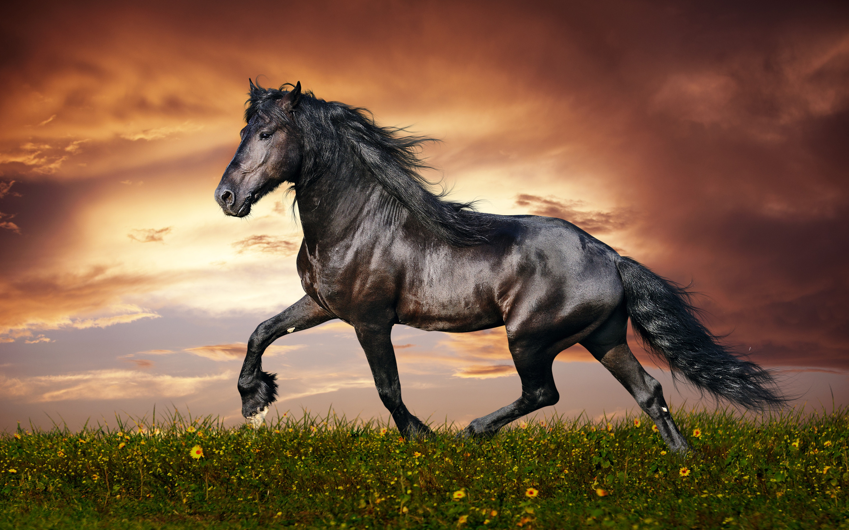 Beautiful Horse Wallpaper