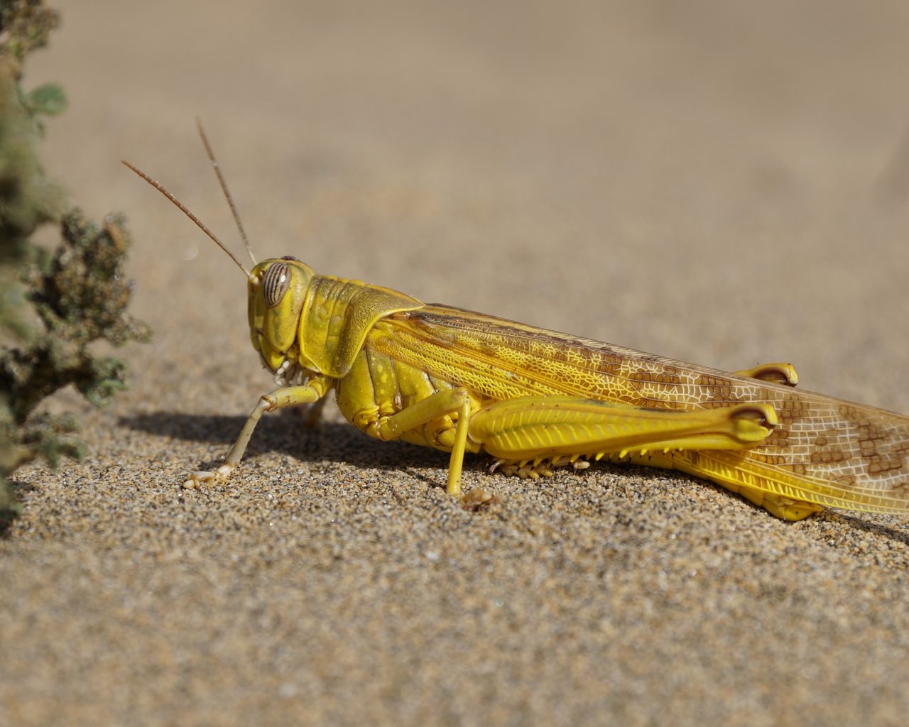 Yellow Grasshopper Wallpaper 4k HD Background