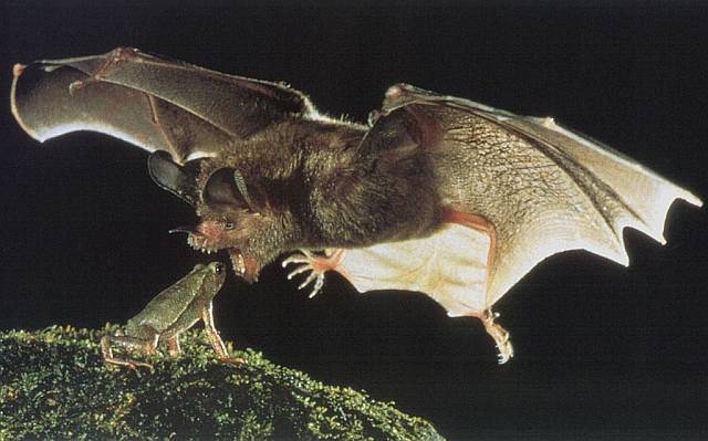 Vampire Bat Wild Animals Photo