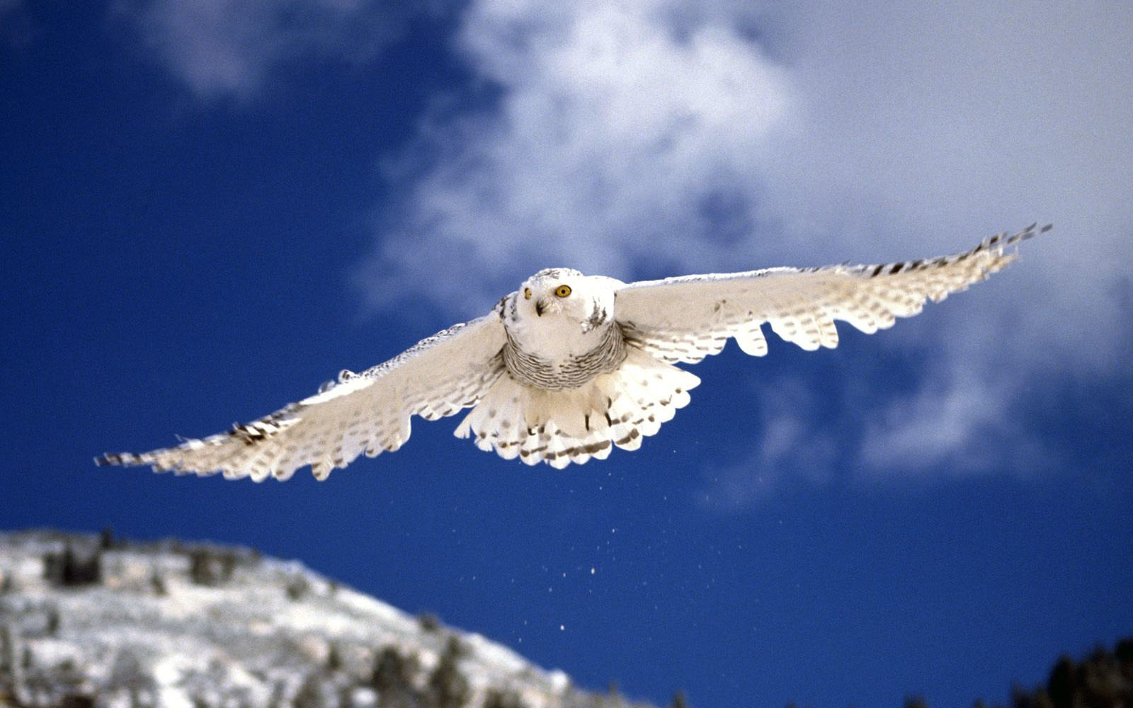 Tag White Owl Wallpaper Background Photos Image Andpictures For