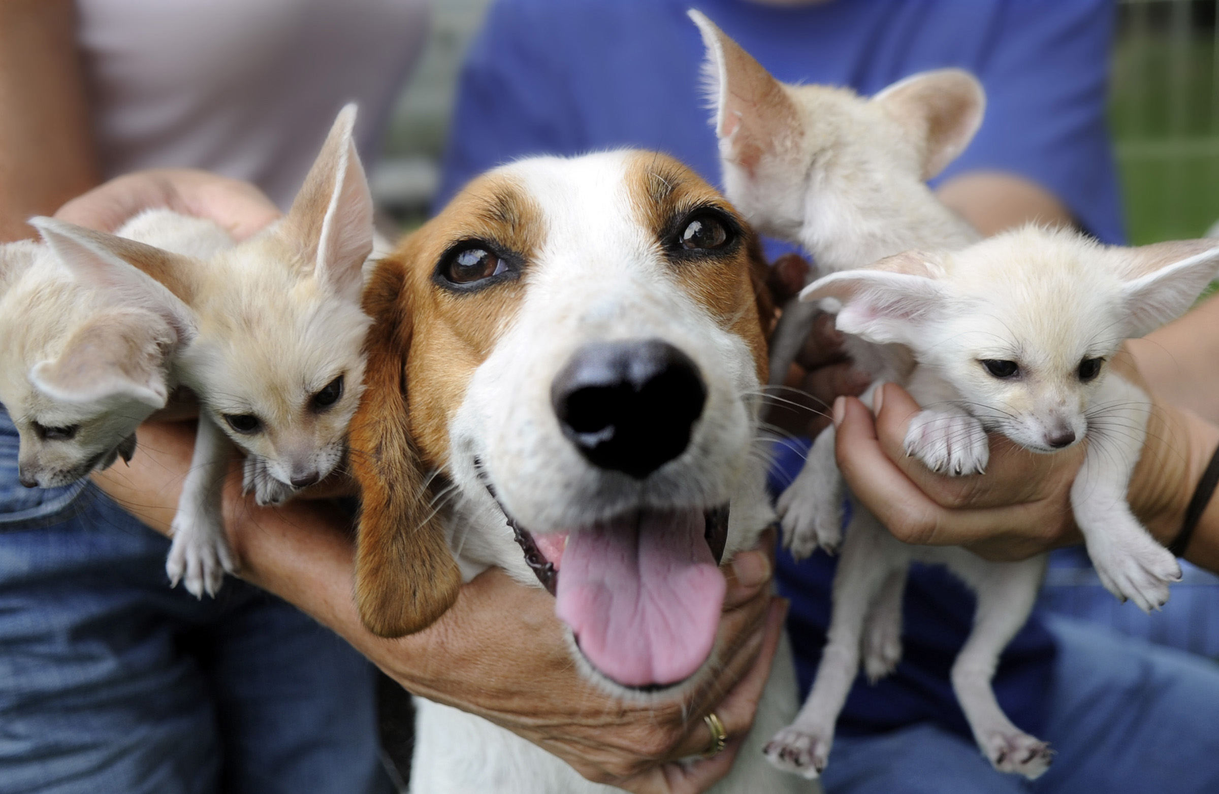 American Foxhound with puppies photo and wallpaper Beautiful American