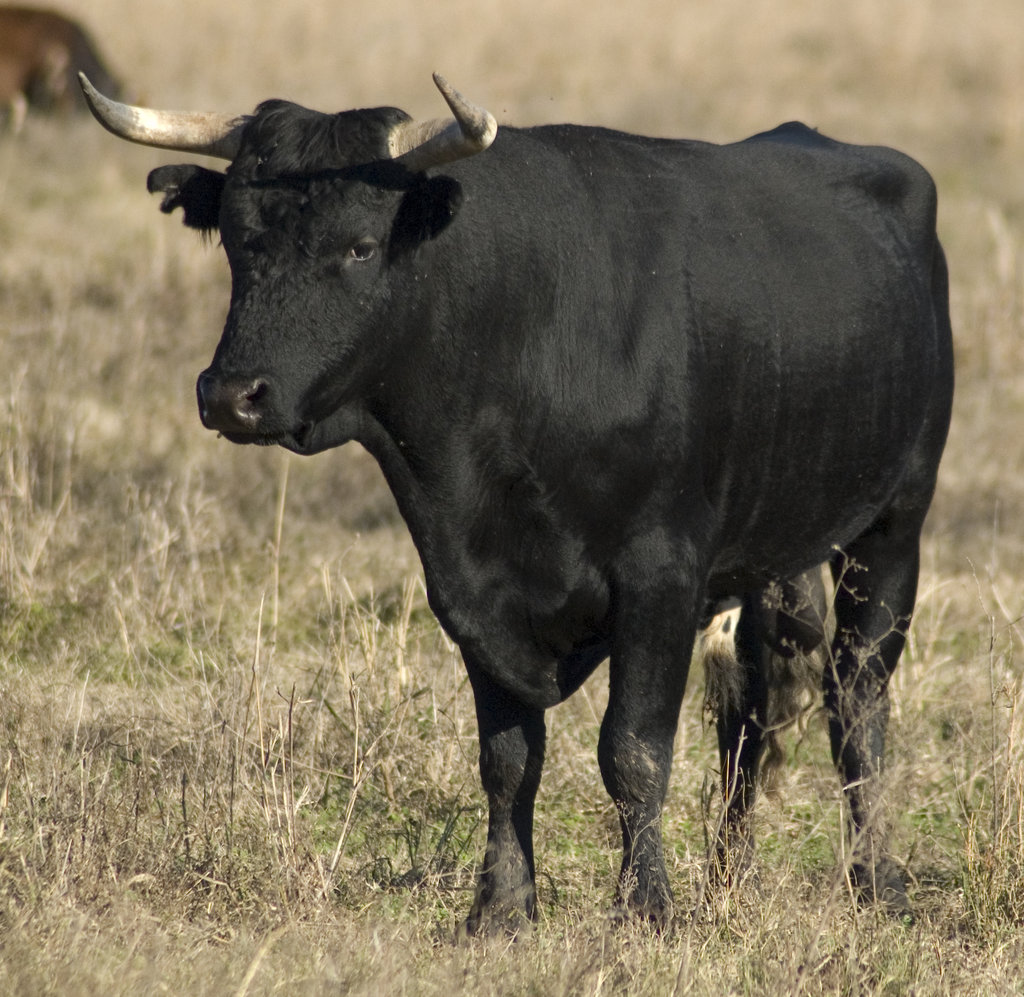 Bull Spain National Animal HD Wallpaper