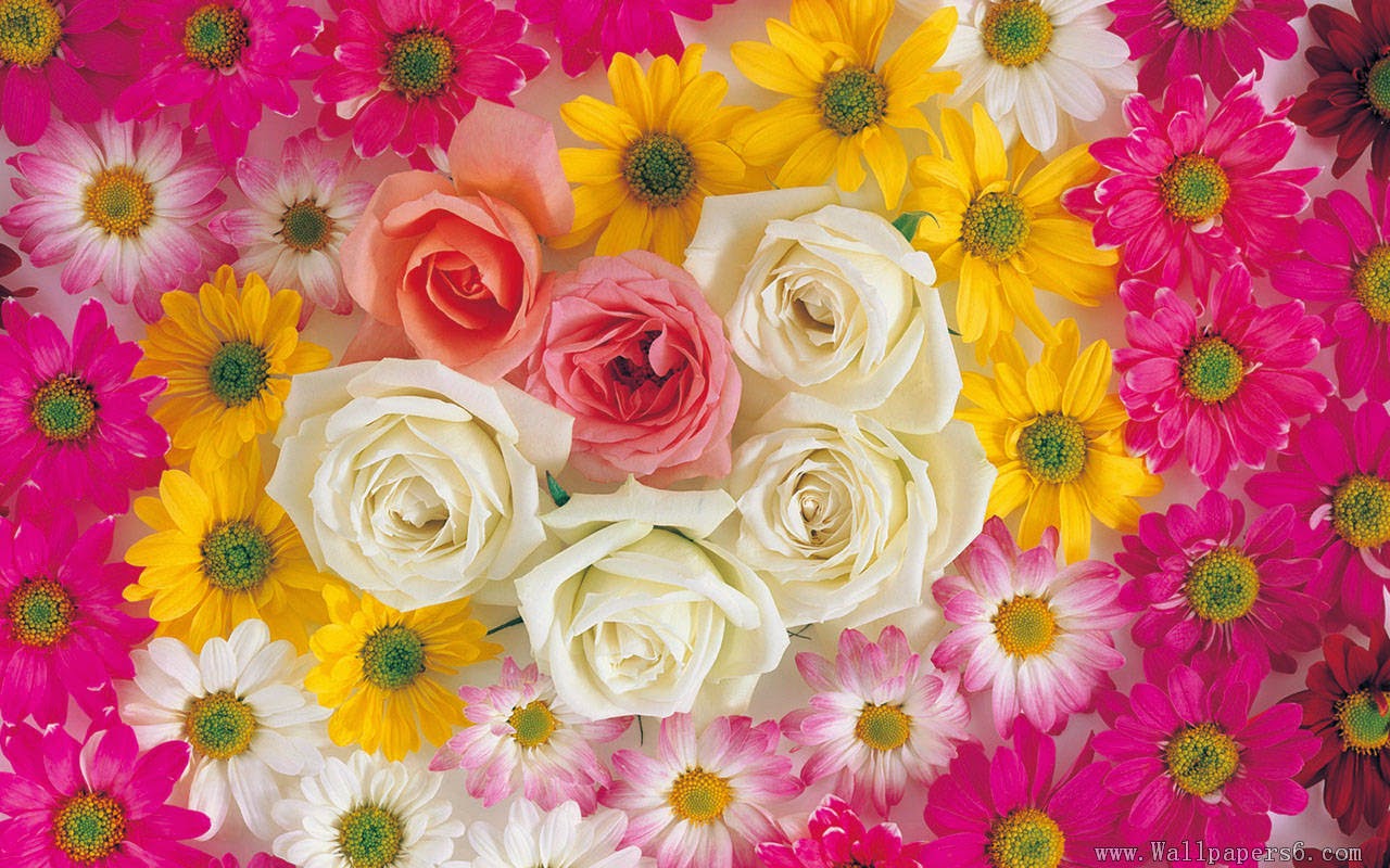 flowers wallpapers free download