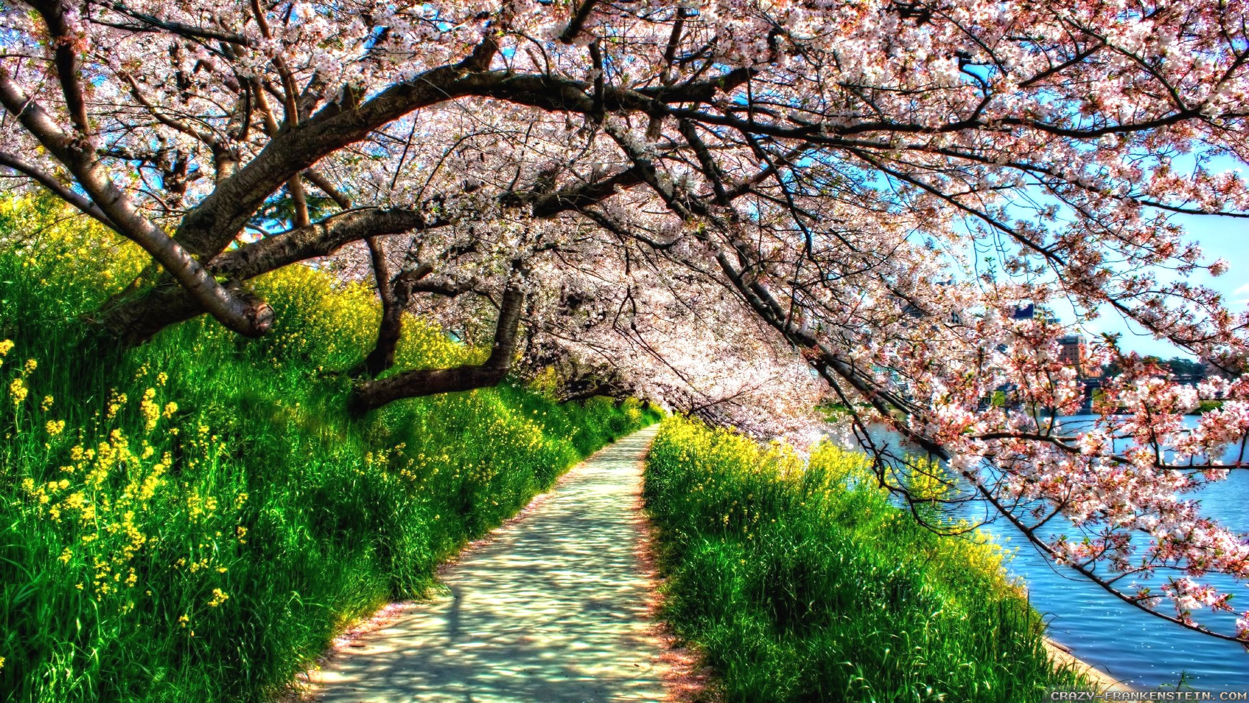 Spring Nature Blossom Beautiful World Cherry Wallpaper