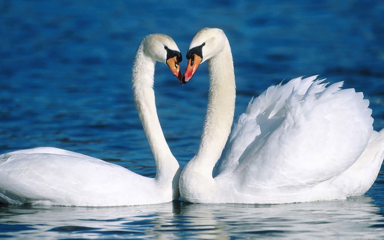 Wallpaper Of Two Cuddling White Swans In The Water HD Swan
