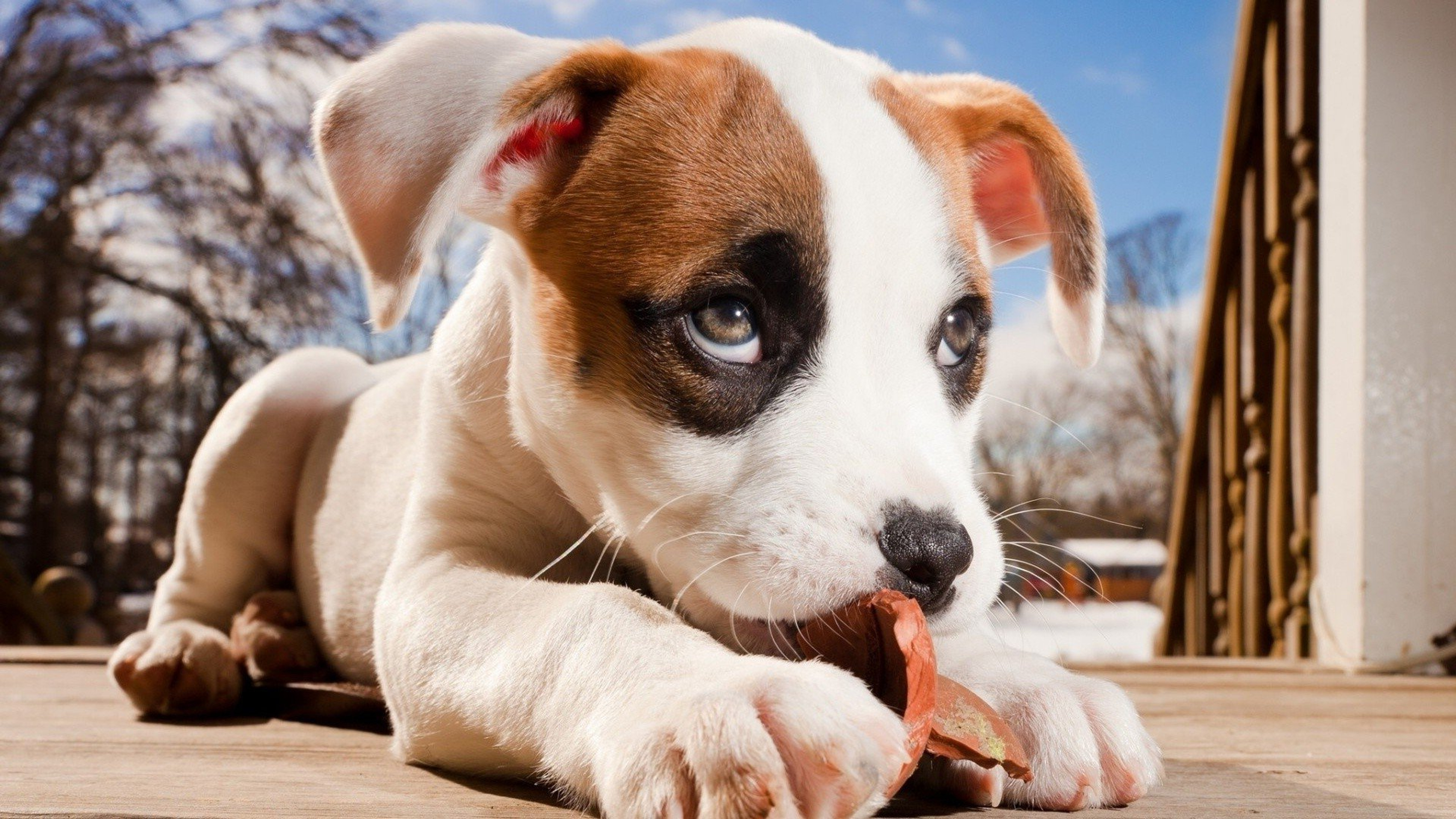 A cute puppy chews on a piece of a broken terra-cotta pot on a wooden deck. The puppy is white with brown patches on its head and ears. It has big, expressive eyes and a curious expression