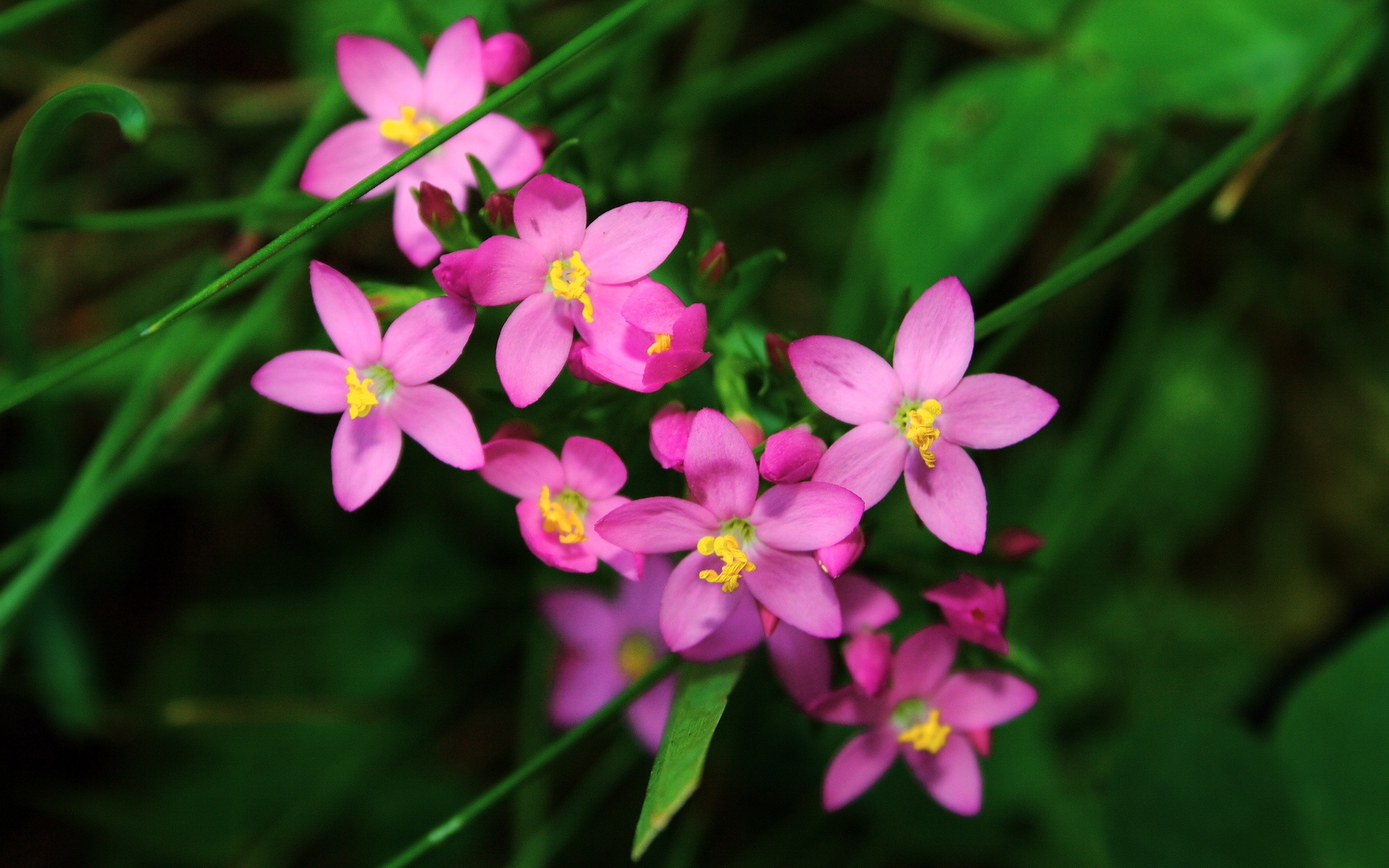 Purple Flowers In Spring