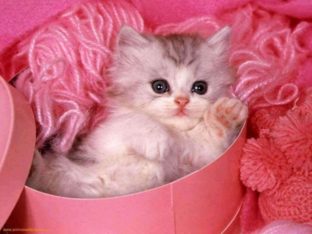 Download Cute Kitten Wallpaper pictures in high definition or