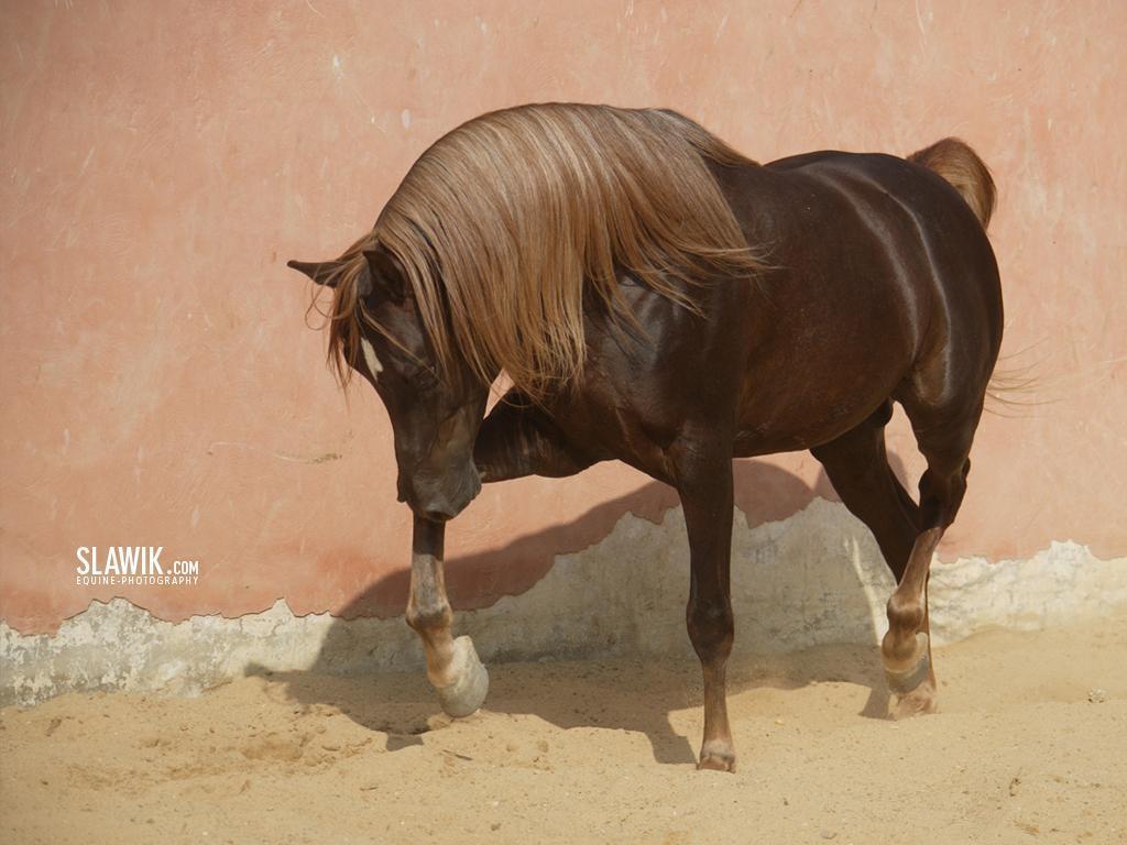HD Black Arabian Mare Horse