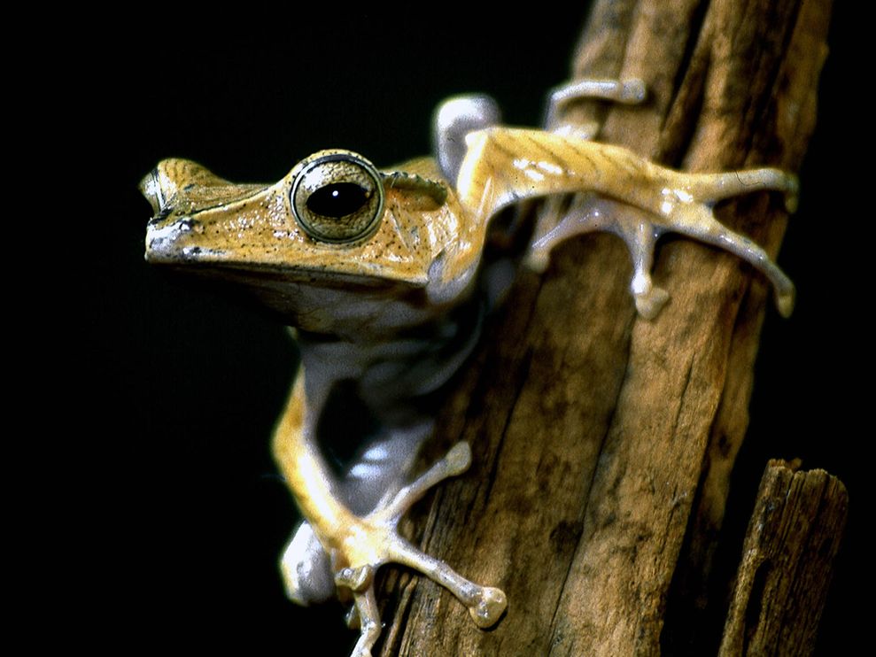 National Geographic Wallpaper   Tree Frog South America   Photograph
