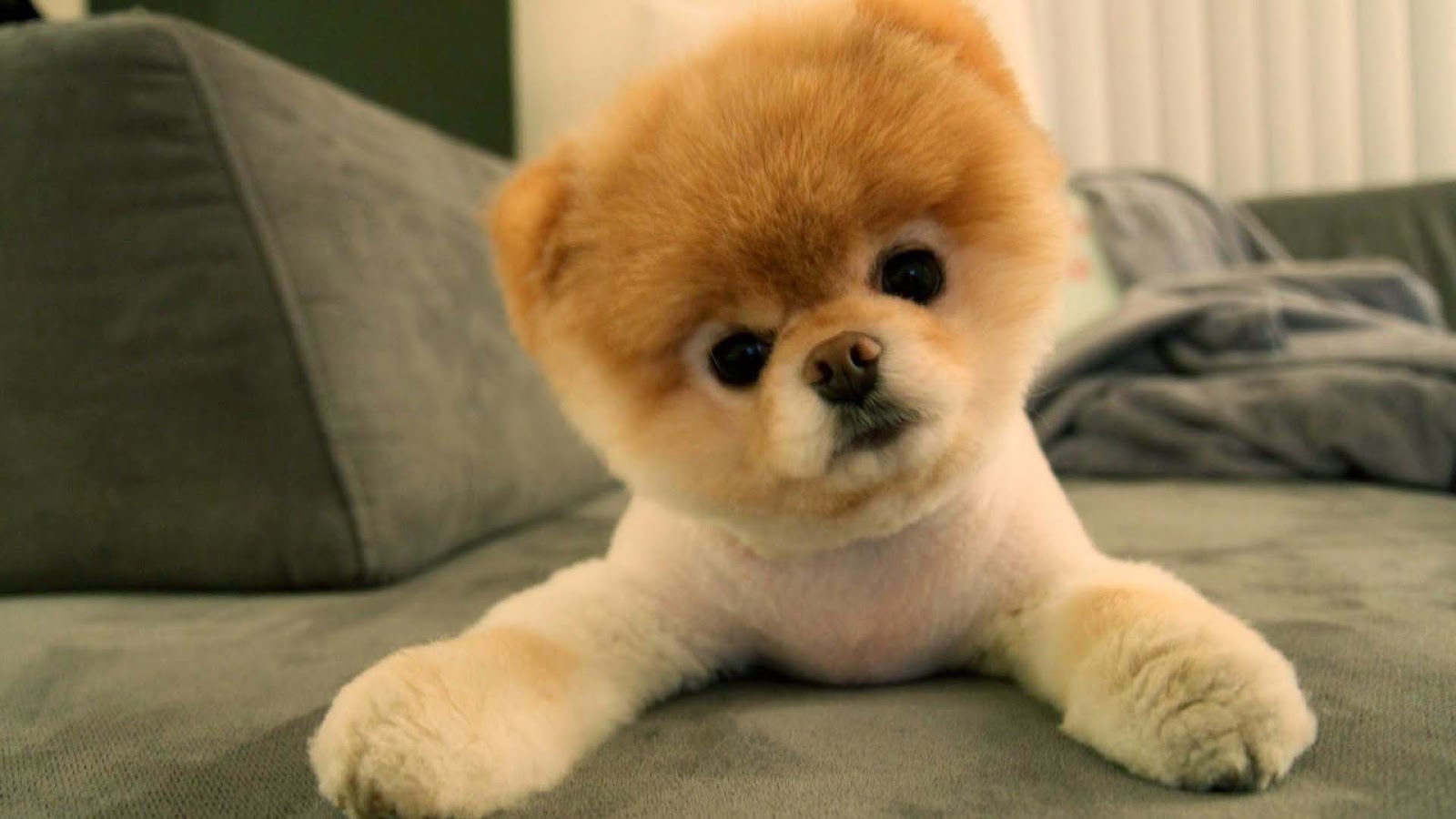 Wallpaper Pomeranian Puppies Cute