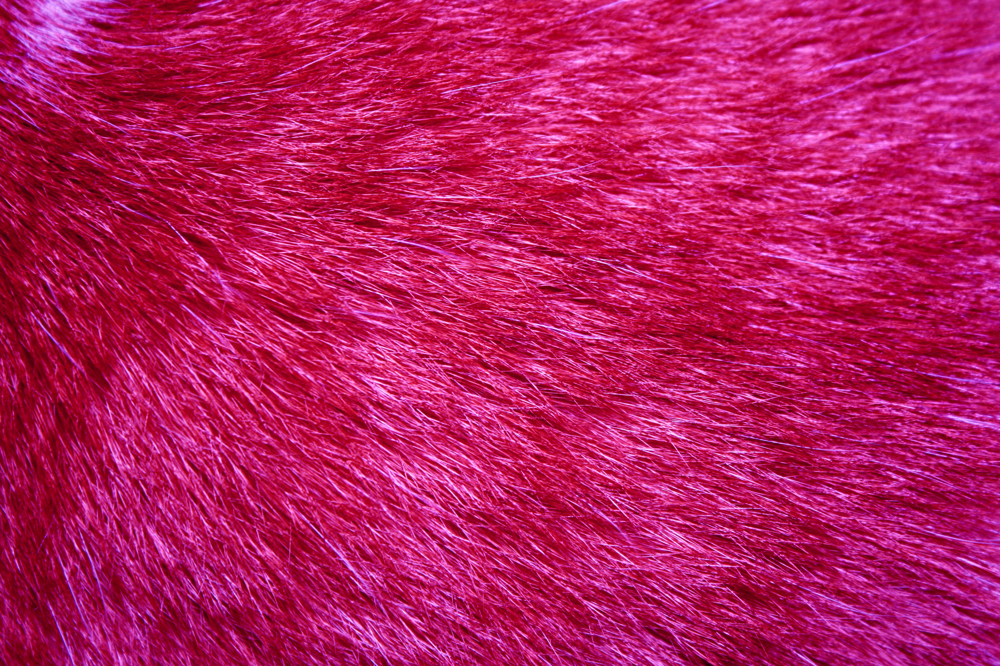 Fuchsia Fur Texture High Resolution Photo Dimensions