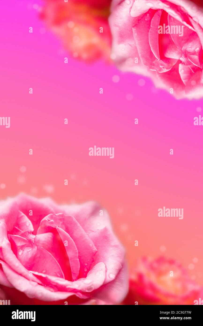 Pink roses colorful background beautiful flowers wallpaper Stock
