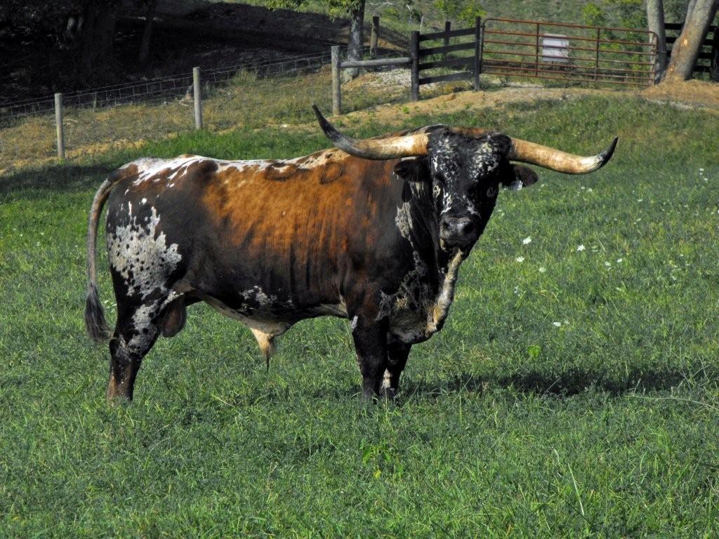 Texas Longhorn Cattle Lunsfordridgefarm
