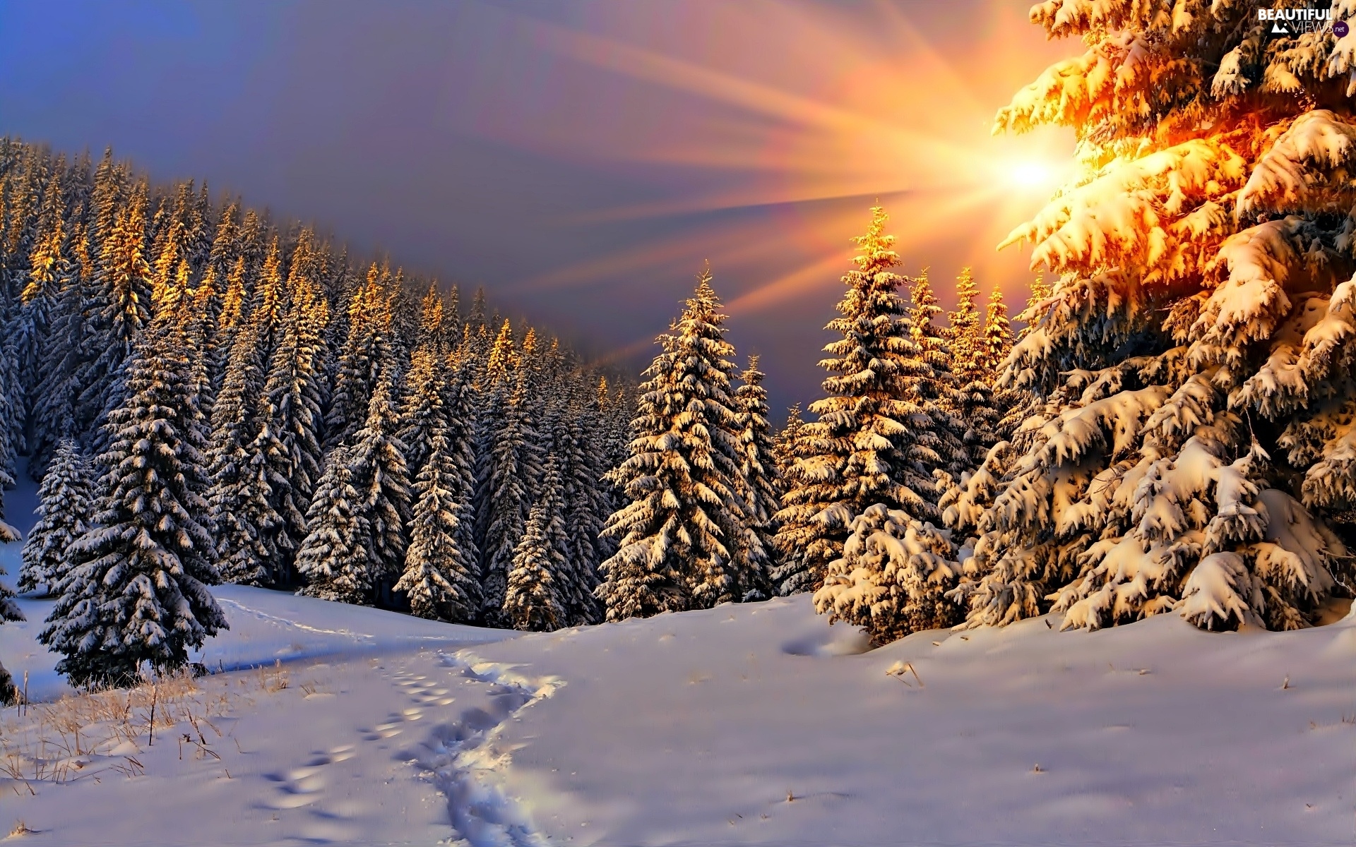 Sun Spruces Glamour Rays Winter Snow Traces Forest