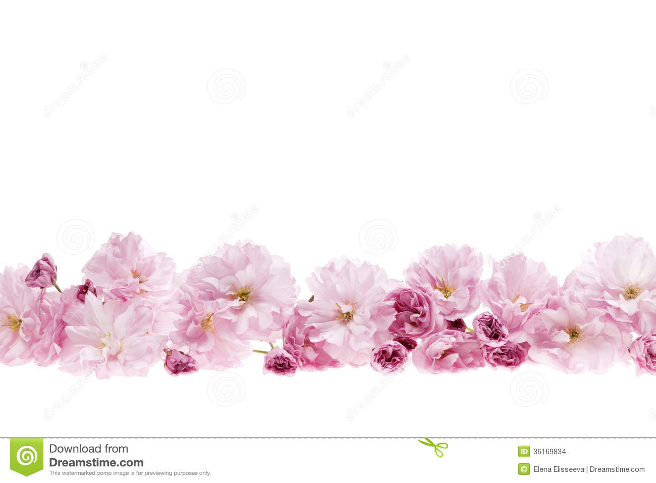Cherry Blossoms Flower Border Row Blossom Flowers As Copy Space